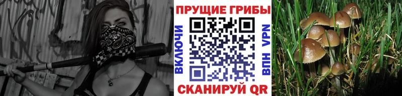 гидра онион  Кирово-Чепецк  Галлюциногенные грибы Magic Shrooms  где купить наркоту 